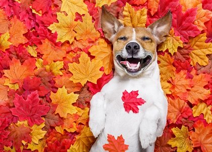 happy dog in fall